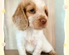Cocker Spaniel (Working)