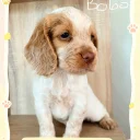 Cocker Spaniel (Working)