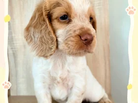 Cocker Spaniel (Working)