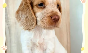 Cocker Spaniel (Working)