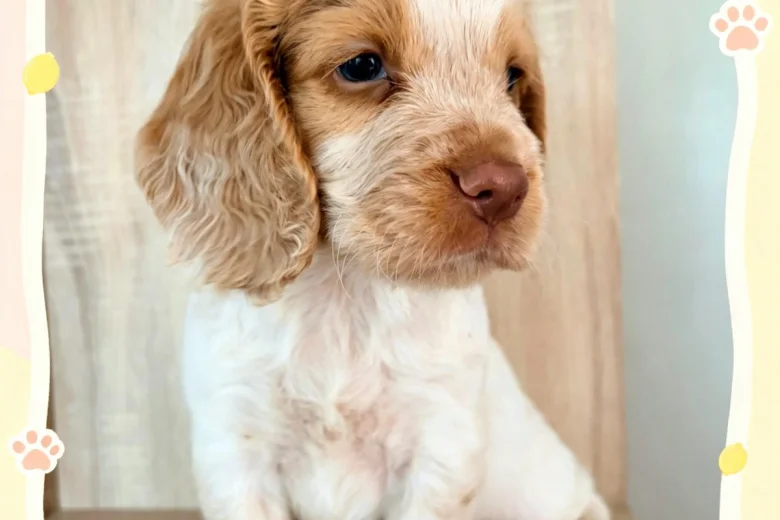 Cocker Spaniel (Working)