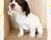 Cocker Spaniel (Working)