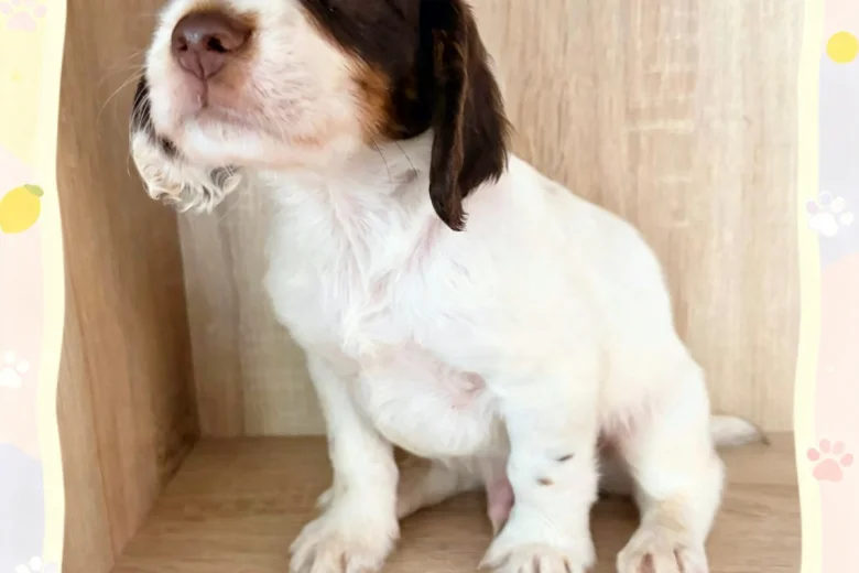 Cocker Spaniel (Working)