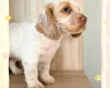 Cocker Spaniel (Working)