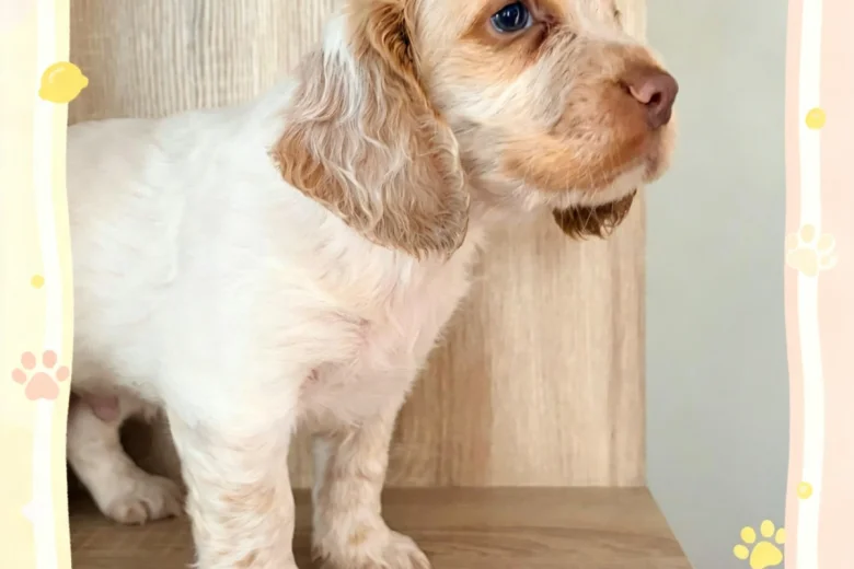 Cocker Spaniel (Working)