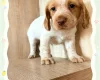 Cocker Spaniel (Working)