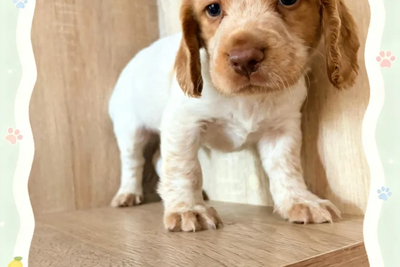 Cocker Spaniel (Working)