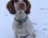 Cocker Spaniel (Working)