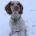 Cocker Spaniel (Working)