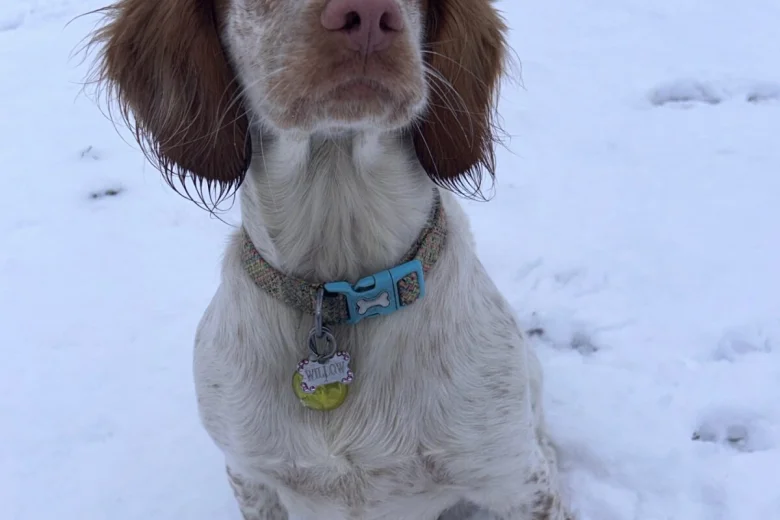 Cocker Spaniel (Working)