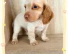 Cocker Spaniel (Working)