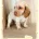 Cocker Spaniel (Working)