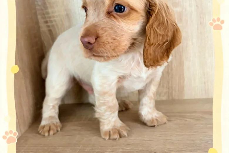 Cocker Spaniel (Working)