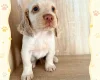 Cocker Spaniel (Working)