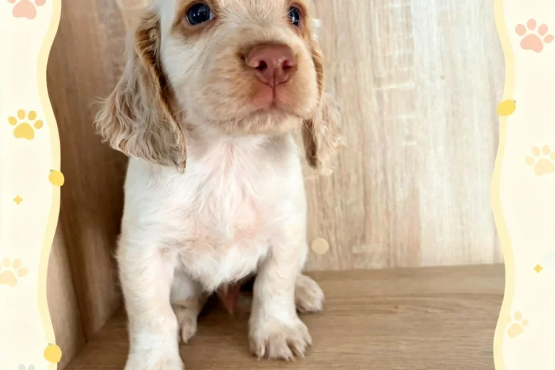 Cocker Spaniel (Working)
