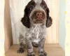 Cocker Spaniel (Working)