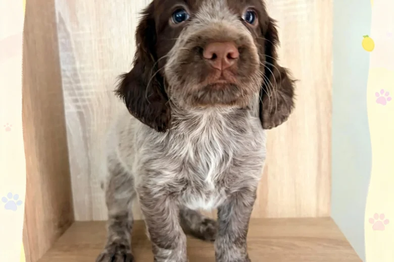 Cocker Spaniel (Working)