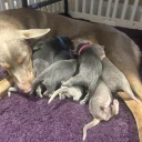 Australian Kelpie
