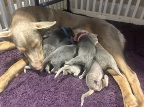 Australian Kelpie