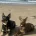 Australian Kelpie