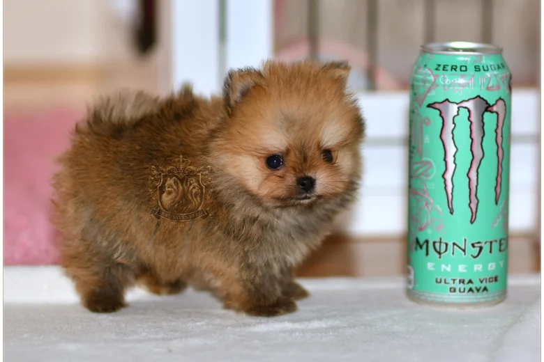 Pomeranian