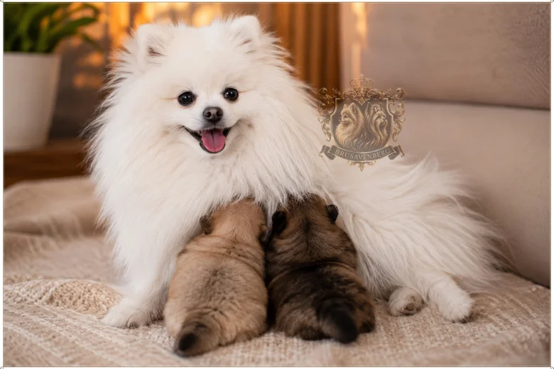 Pomeranian