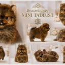 Pomeranian