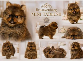 Pomeranian