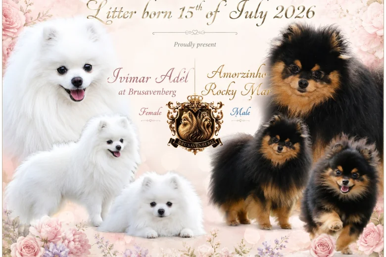 Pomeranian