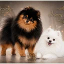 Pomeranian