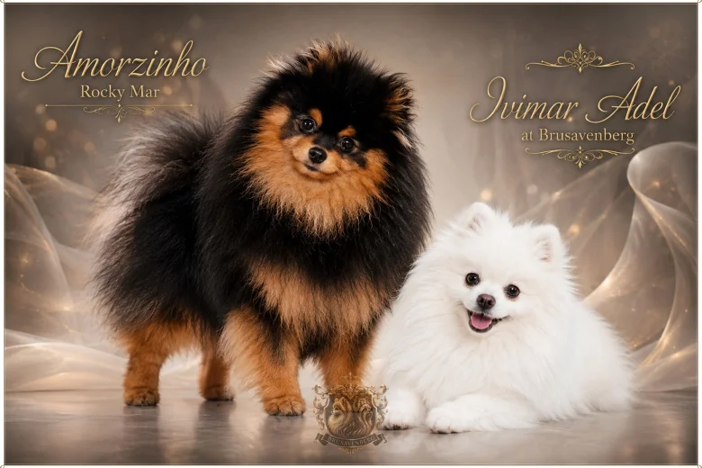 Pomeranian