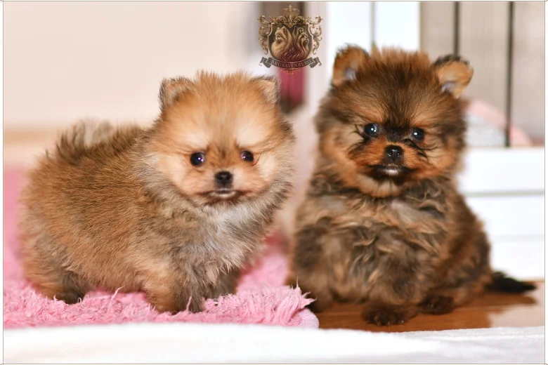 Pomeranian