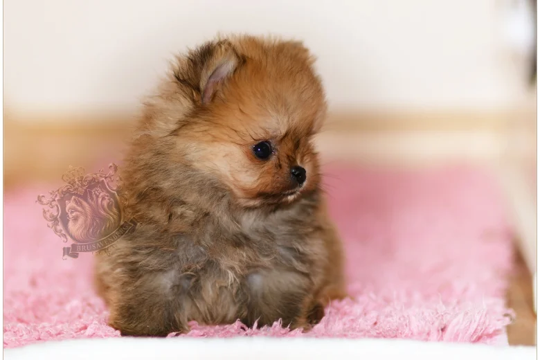 Pomeranian