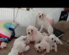Maltese