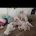 Maltese