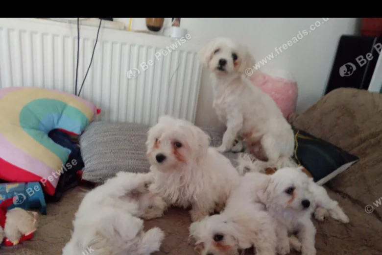 Maltese