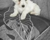 Maltese