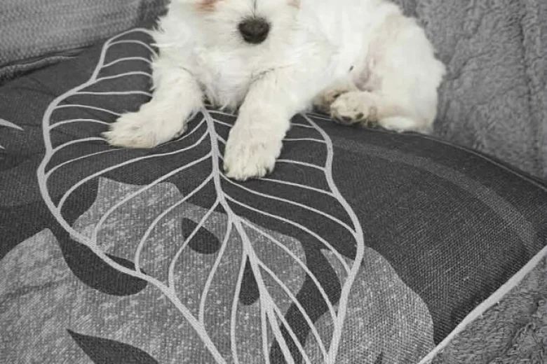 Maltese