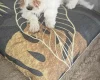 Maltese