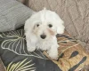Maltese