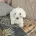 Maltese