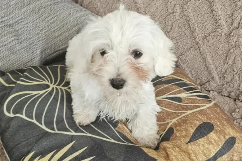 Maltese