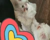 Maltese