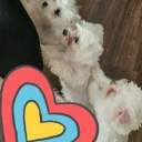 Maltese