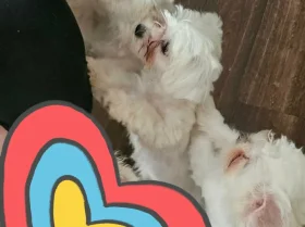 Maltese