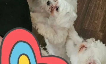 Maltese