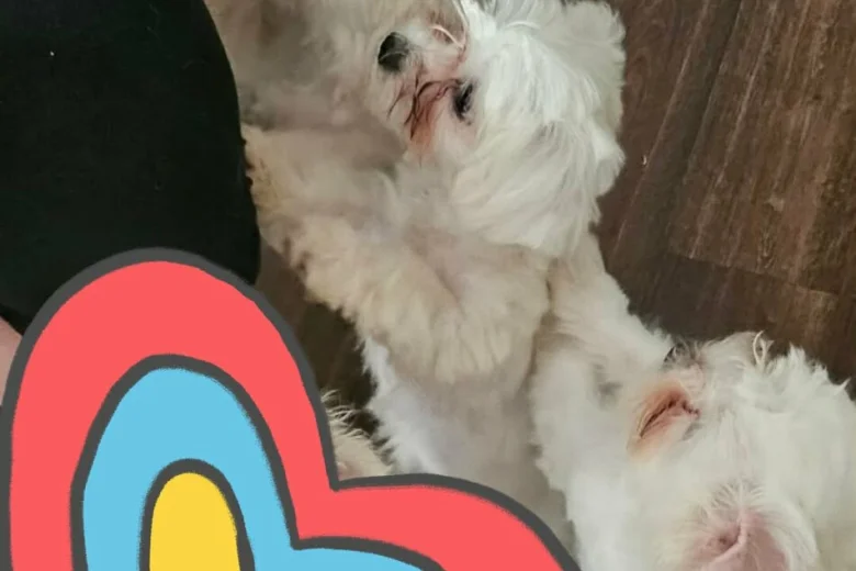 Maltese