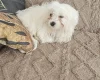 Maltese