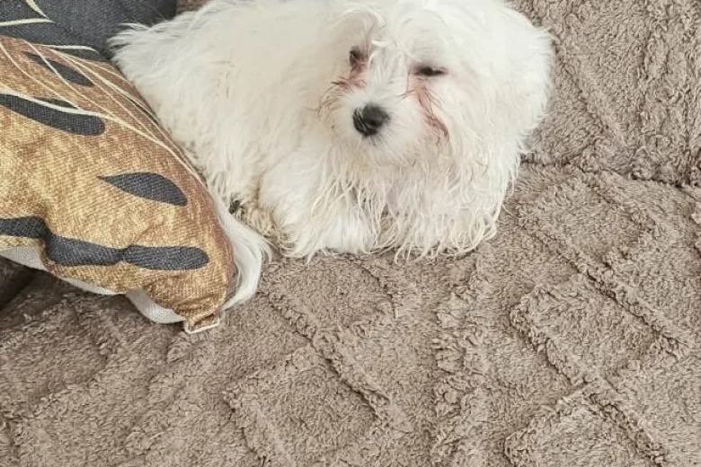 Maltese