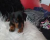 Dachshund (Smooth Haired)